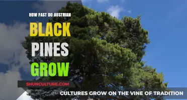 Austrian Black Pine Growth: Unlocking Secrets of Rapid Development