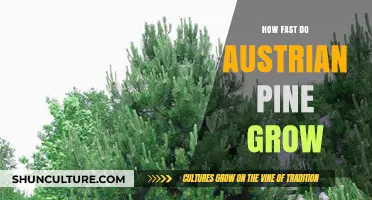 Unveiling the Secrets: How Fast Do Austrian Pines Grow?