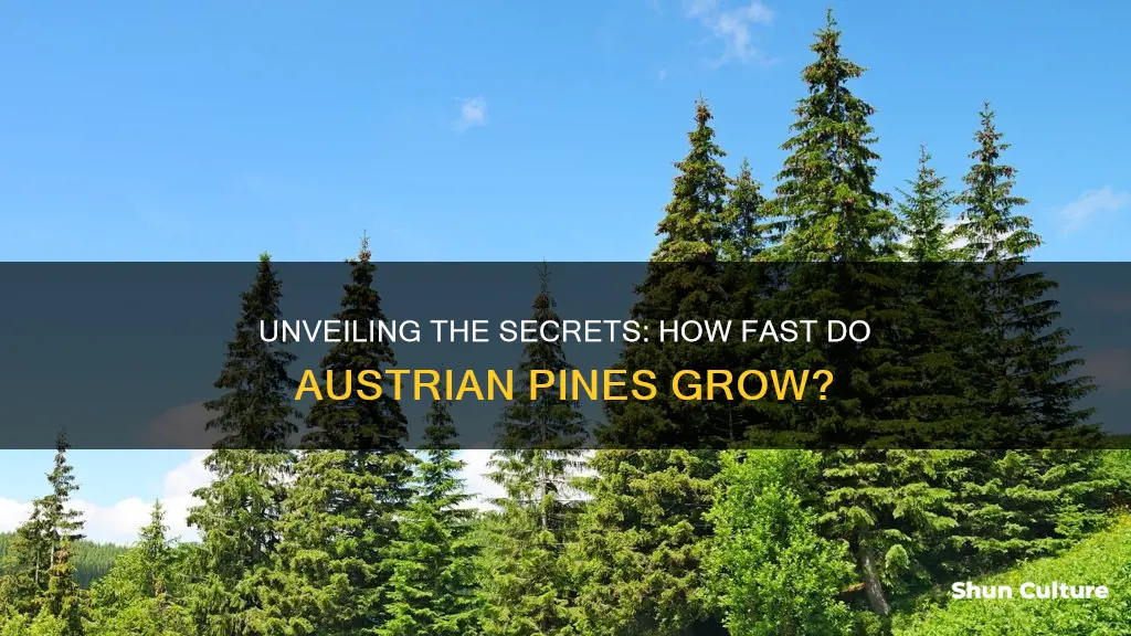 how fast do austrian pine grow