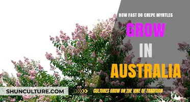 Crepe Myrtles: Quick-Growing Australian Beauties
