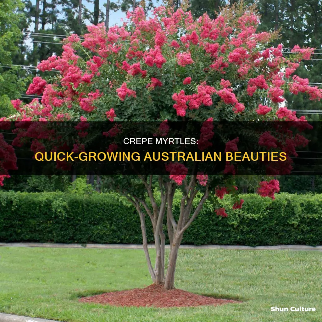 how fast do crepe myrtles grow in australia