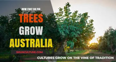 Fig Trees: Quick Growth in Australia's Climate