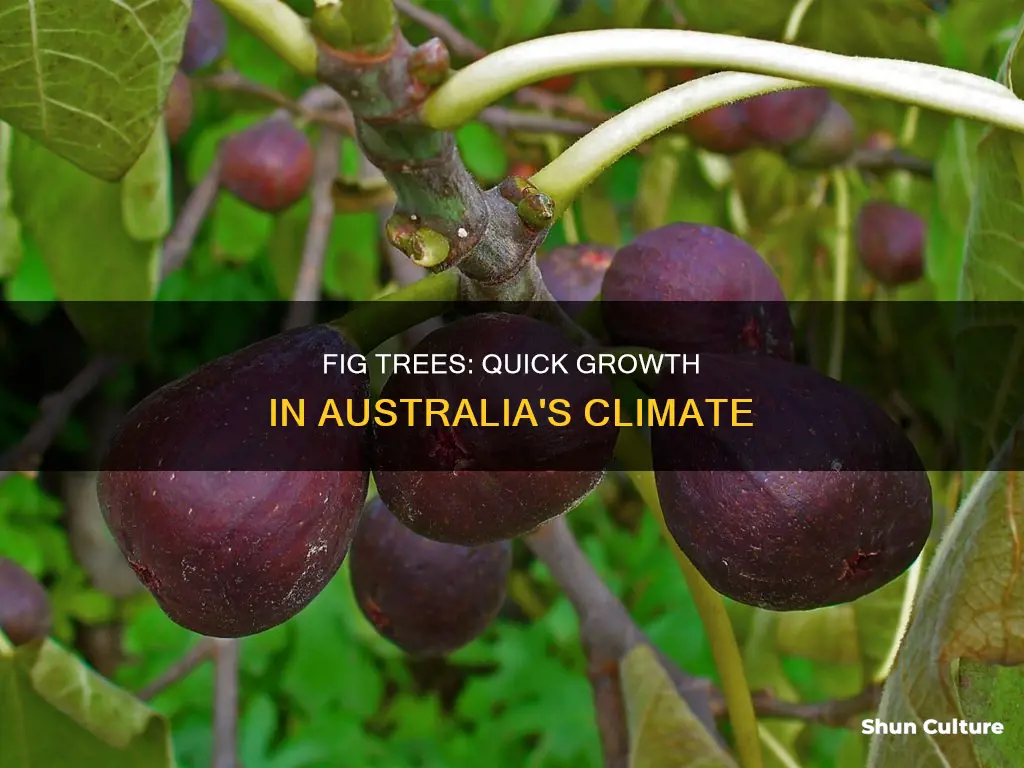 how fast do fig trees grow australia