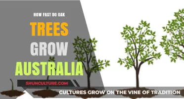 Oak Trees: Rapid Growth in Australia