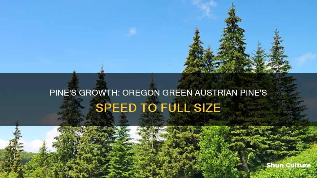 how fast do oregon green austrian pine from grow big