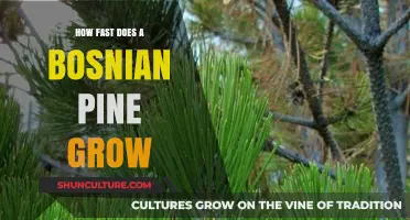 Bosnian Pine Growth Rate: Understanding Its Speed and Development