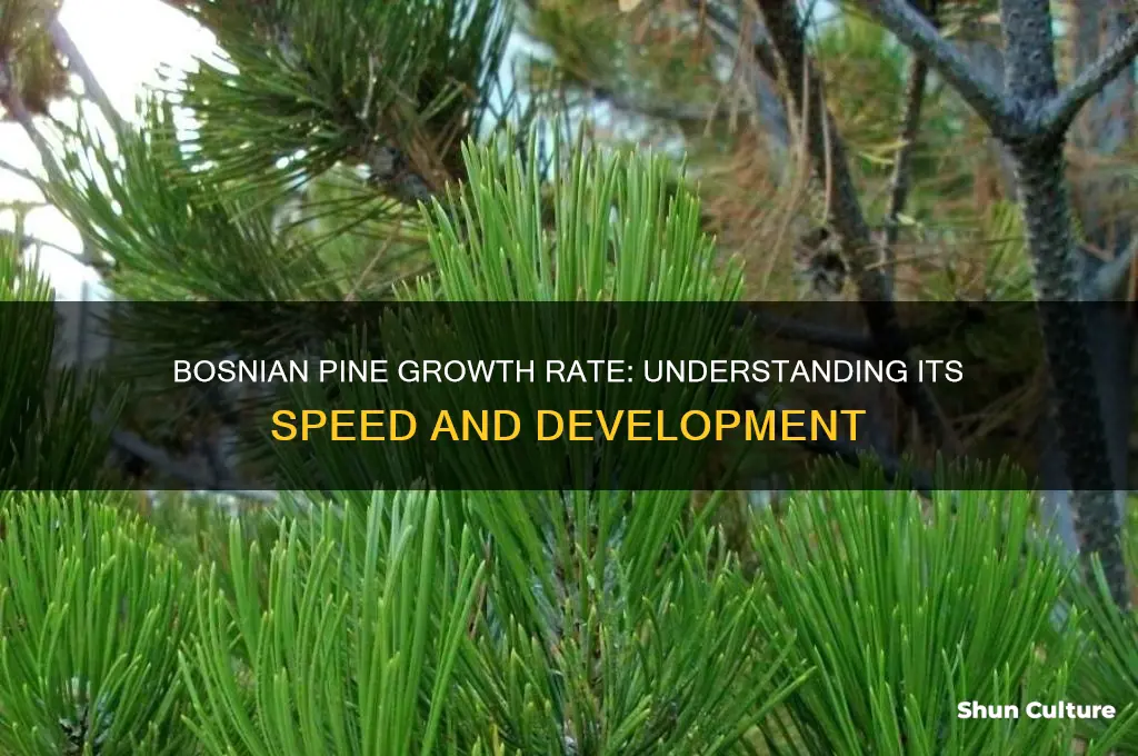 how fast does a bosnian pine grow