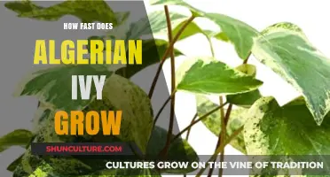 Algerian Ivy Growth Rate: How Quickly Does It Spread and Thrive?