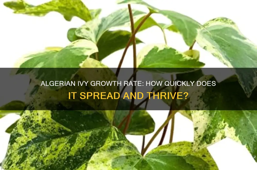 how fast does algerian ivy grow