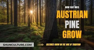 Austrian Pine Growth: How Fast Can You Expect It To Grow?