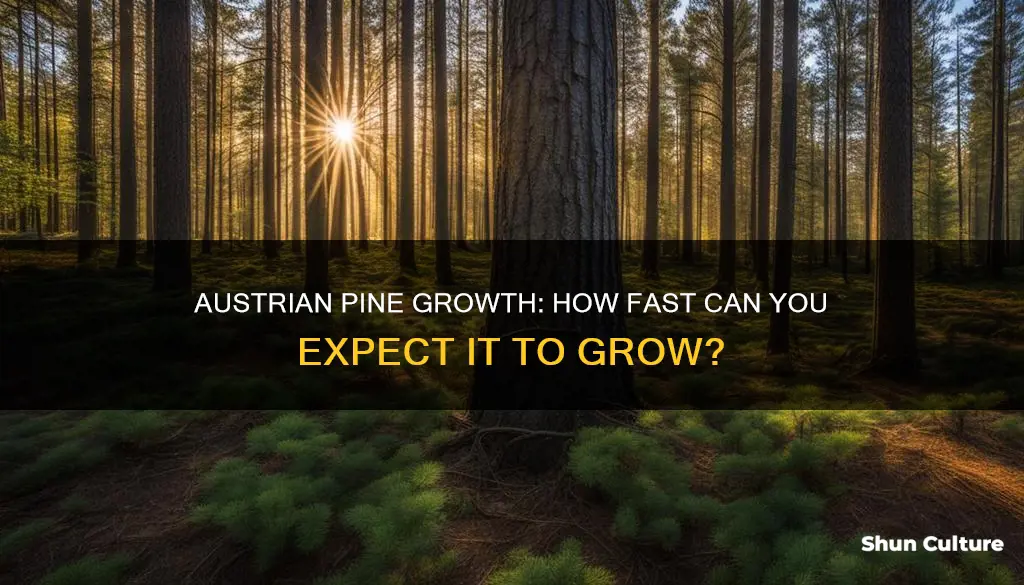 how fast does austrian pine grow