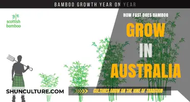 Bamboo Growth in Australia: Rapid and Unstoppable?