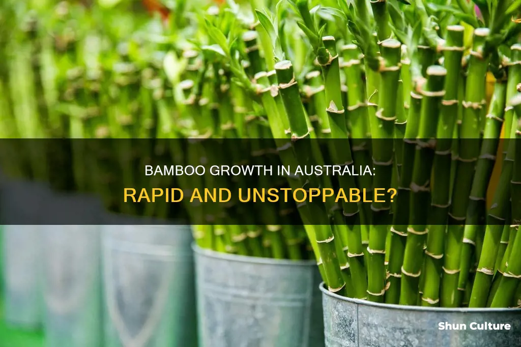 how fast does bamboo grow in australia