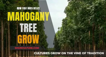 The Majestic Growth of the Belize Mahogany Tree