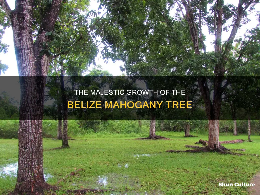 how fast does belize mahogany tree grow