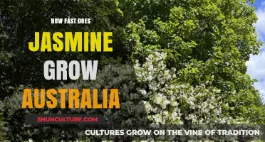Jasmine Growth in Australia: How Fast Does it Grow?