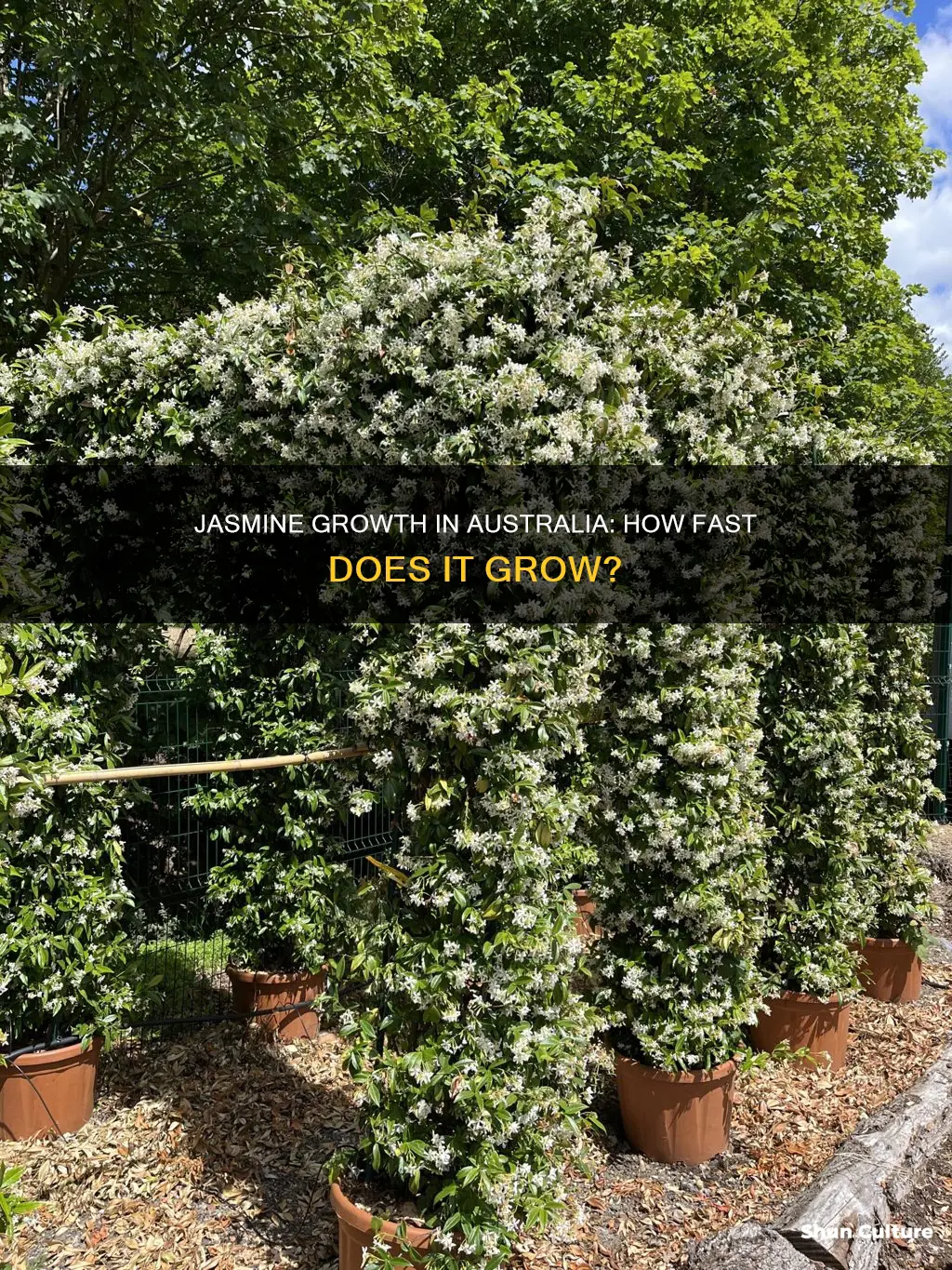 how fast does jasmine grow australia
