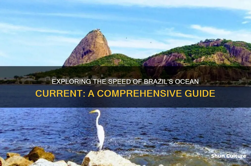 how fast is the brazil ocean current