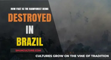 Brazil's Rainforest Destruction: Alarming Rates and Urgent Conservation Needs