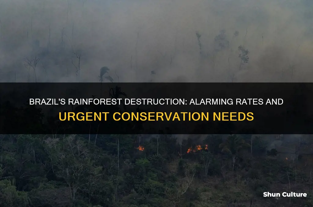 how fast is the rainforest being destroyed in brazil