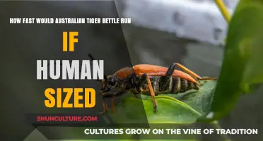 Tiger Beetles: Giant Speedsters of the Outback