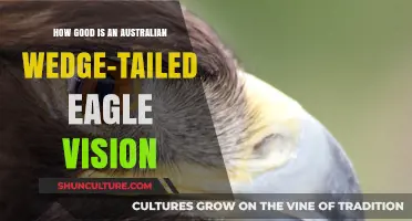 Eagle Eye: Australian Wedge-Tail Vision Secrets