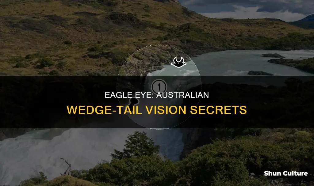how good is an australian wedge-tailed eagle vision
