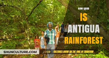 Exploring Antigua's Rainforest: A Hidden Gem of Natural Beauty