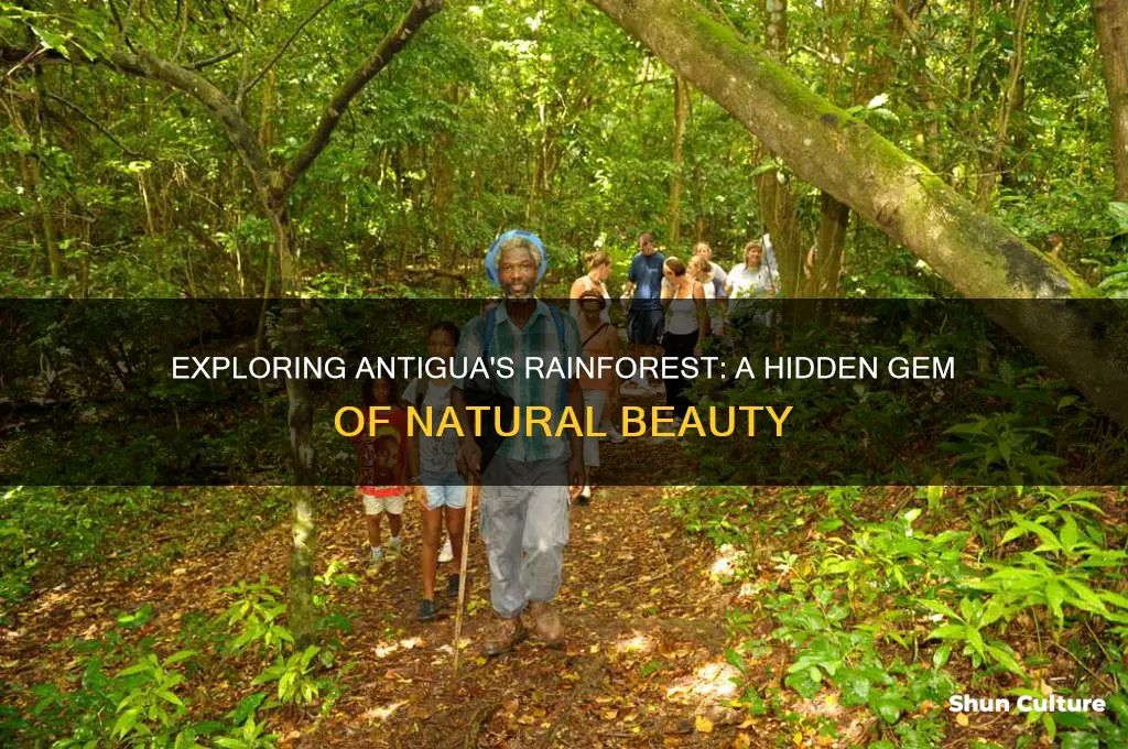 how good is antigua rainforest