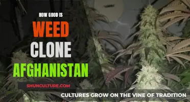 Weed's Wild Origins: Unraveling Afghanistan's Legacy in the Cannabis Clone Revolution