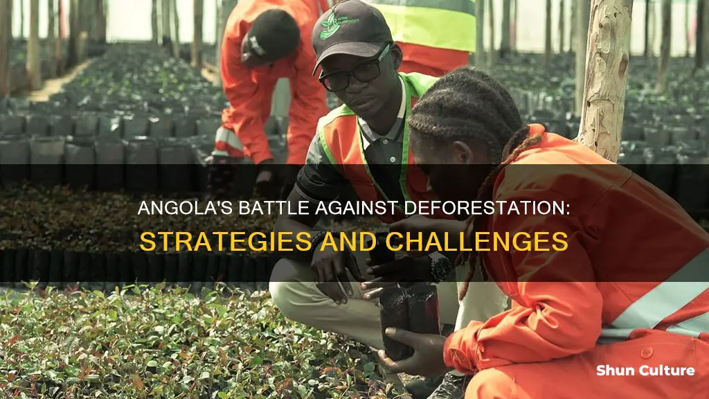 how has angola tried to fix cutting down trees