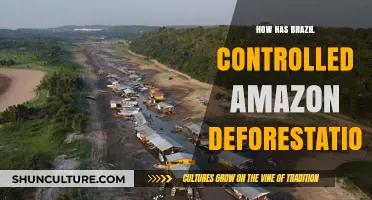 Brazil's Battle Against Amazon Deforestation: Strategies and Successes