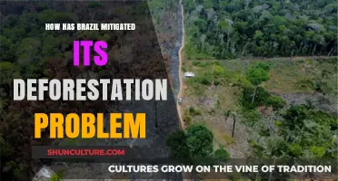 Brazil's Deforestation Fight: Strategies and Successes in Protecting the Amazon