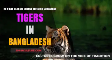 Climate Change's Impact on Sundarban Tigers in Bangladesh