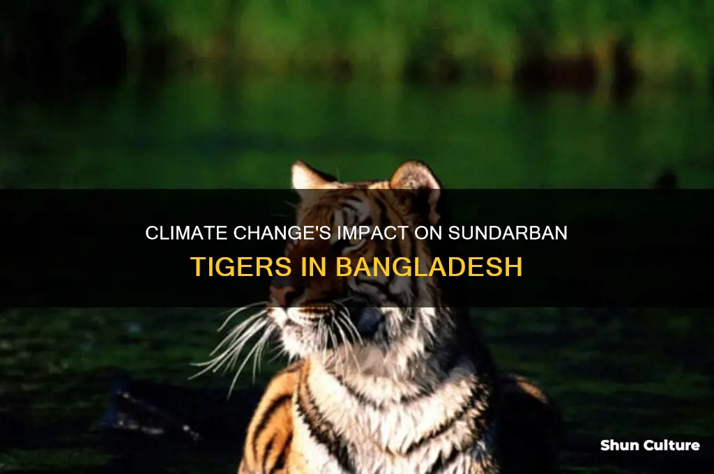 how has climate change affected sundarban tigers in bangladesh