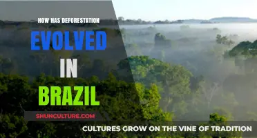 Brazil's Deforestation Crisis: A Historical Overview and Recent Trends