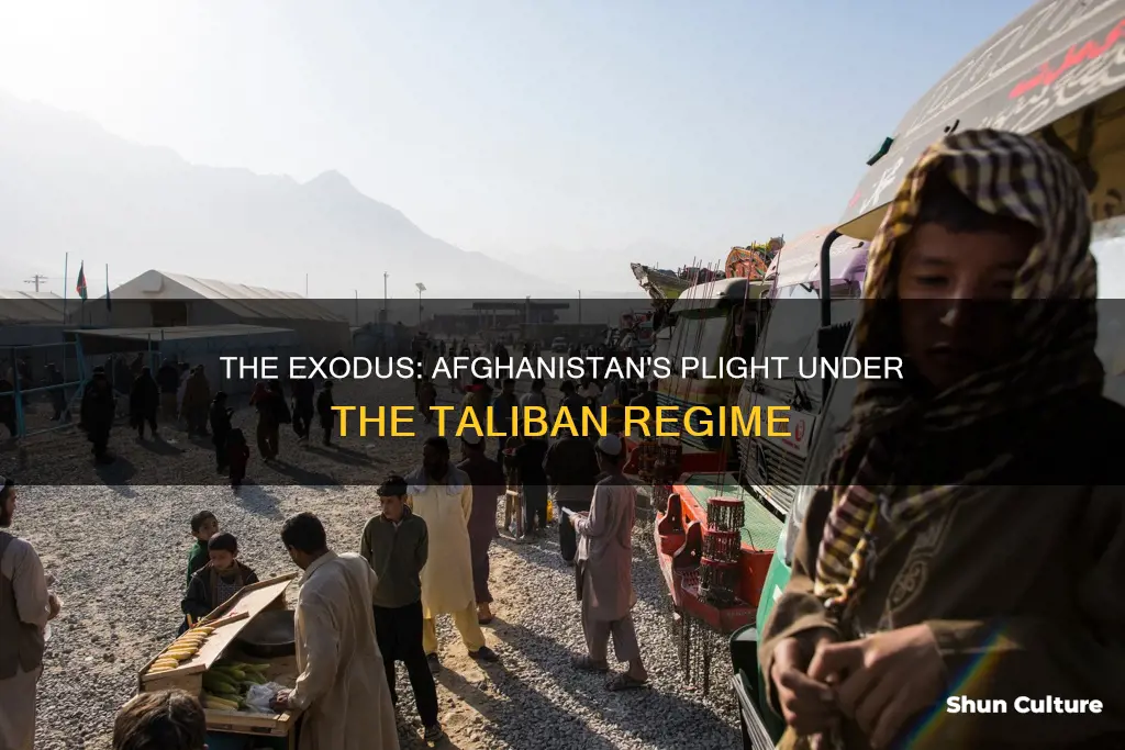 how has the taliban caused afghanistan rufugees