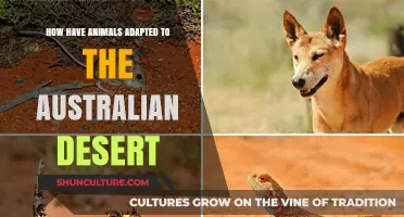 Australian Desert: Animal Adaptations for Survival