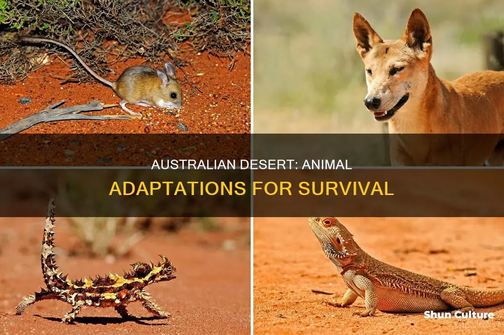 how have animals adapted to the australian desert
