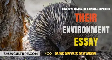 Australian Wildlife: Adapting to the Environment