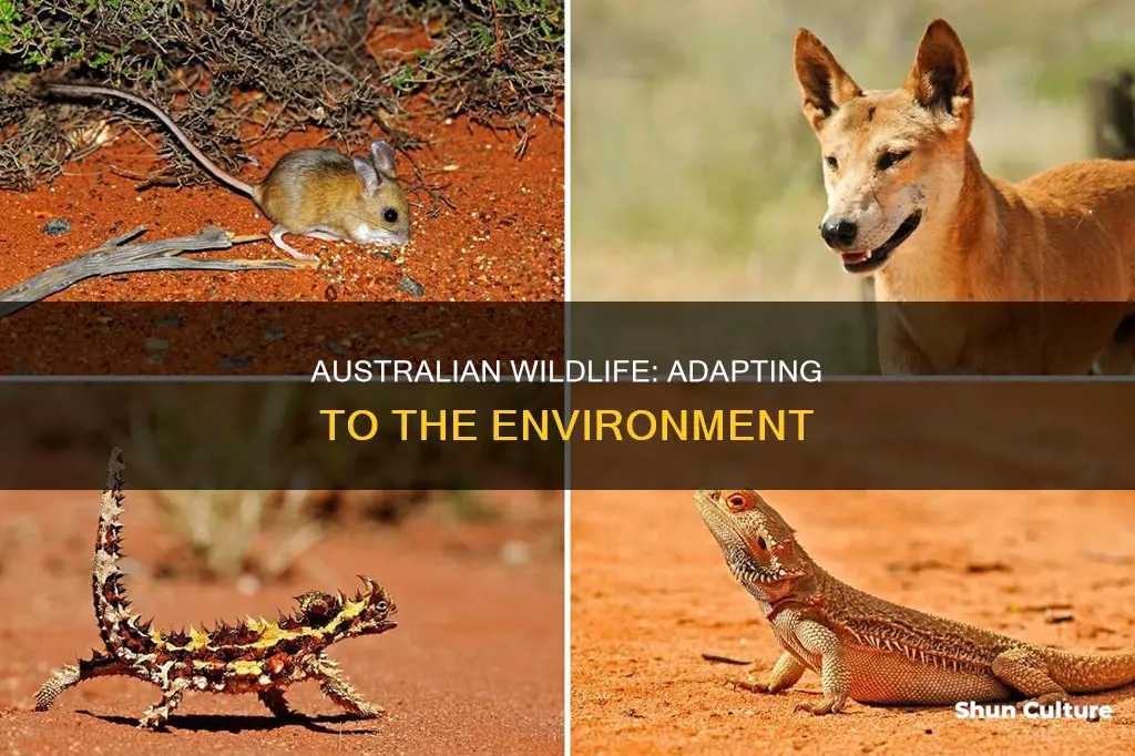 how have australian animals adapted to their environment essay