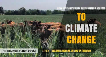 Australian Beef Farmers: Adapting to Climate Change's Challenges