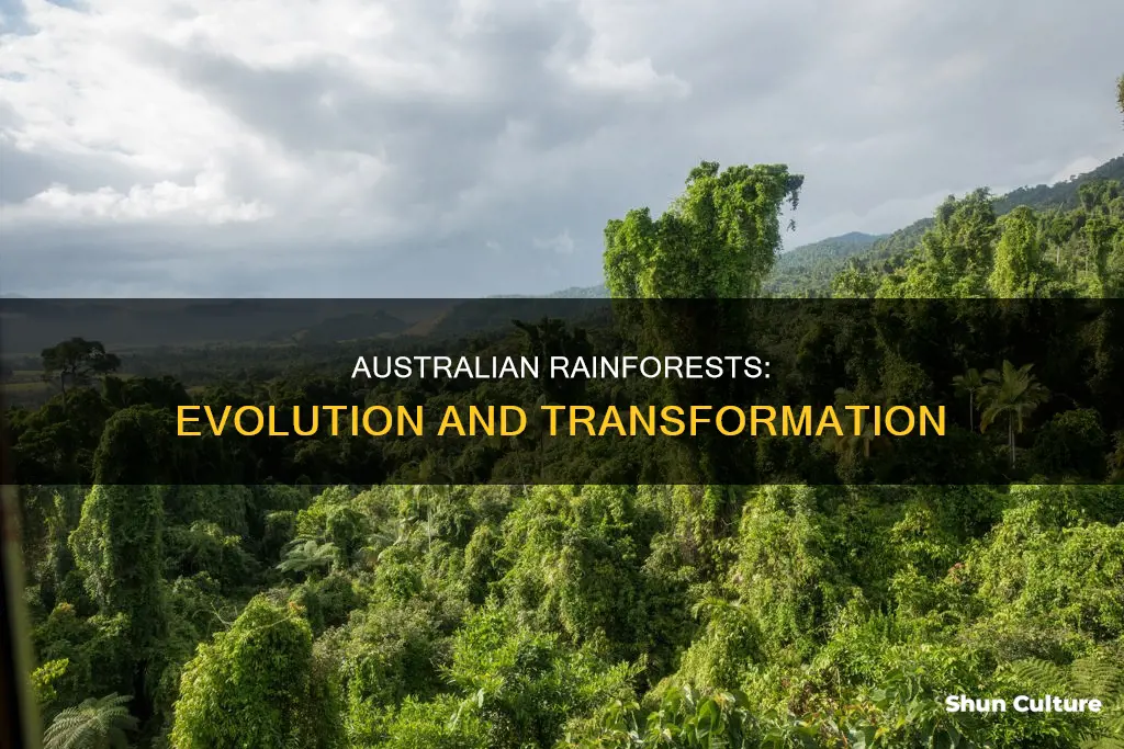 how have australian rainforests changed