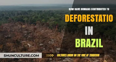 Human Activities Fueling Brazil's Deforestation Crisis: Causes and Consequences