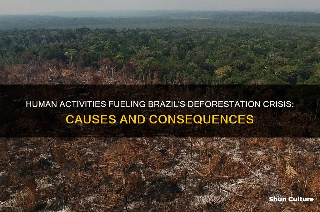 how have humans contributed to deforestation in brazil