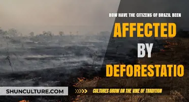 Deforestation's Impact: How Brazil's Citizens Face Environmental and Social Challenges