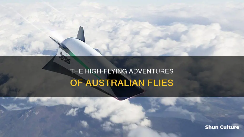 how high do flies fly in australia