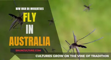 Mosquitoes in Australia: How High Do They Fly?