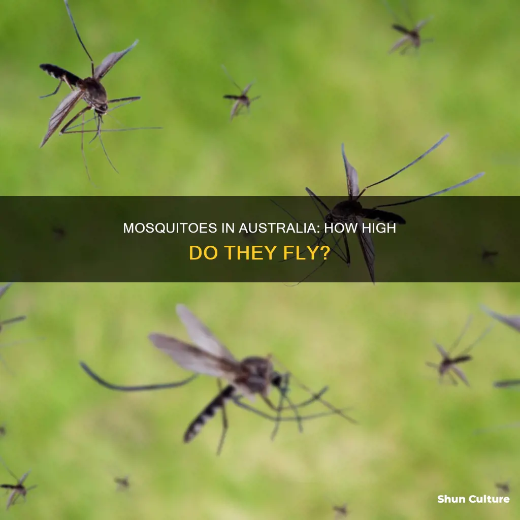 how high do mosquitoes fly in australia