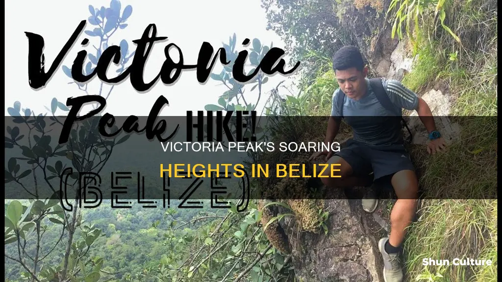 how high is victoria peak in belize